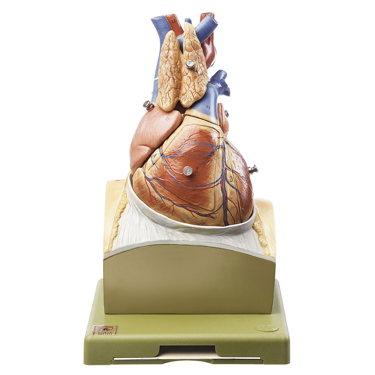Heart on Diaphragm Base Somso Hs 22