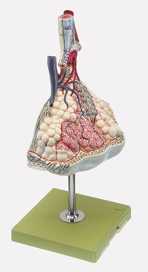 Lobule of the Lung