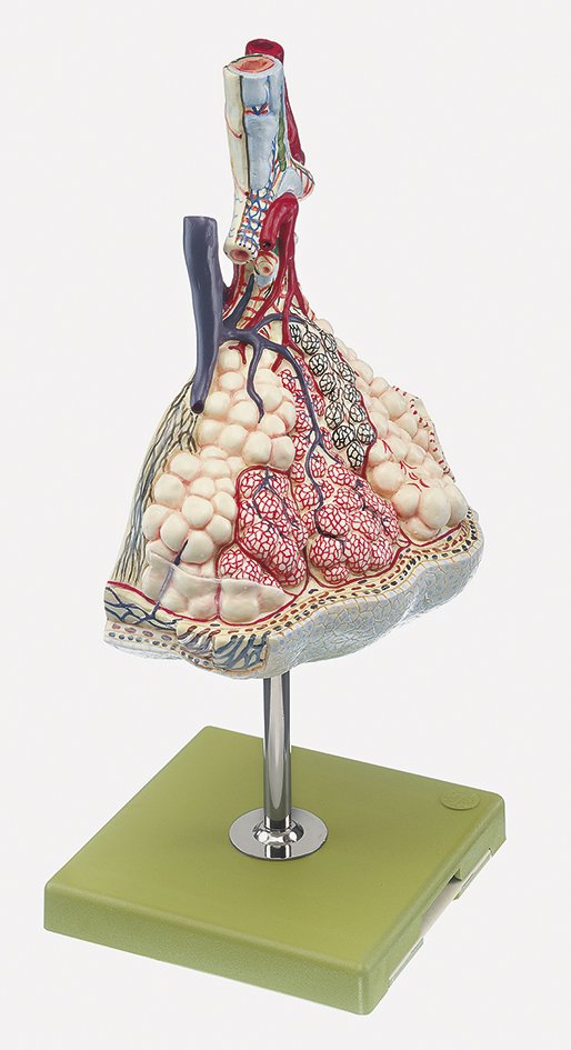 Lobule of the Lung