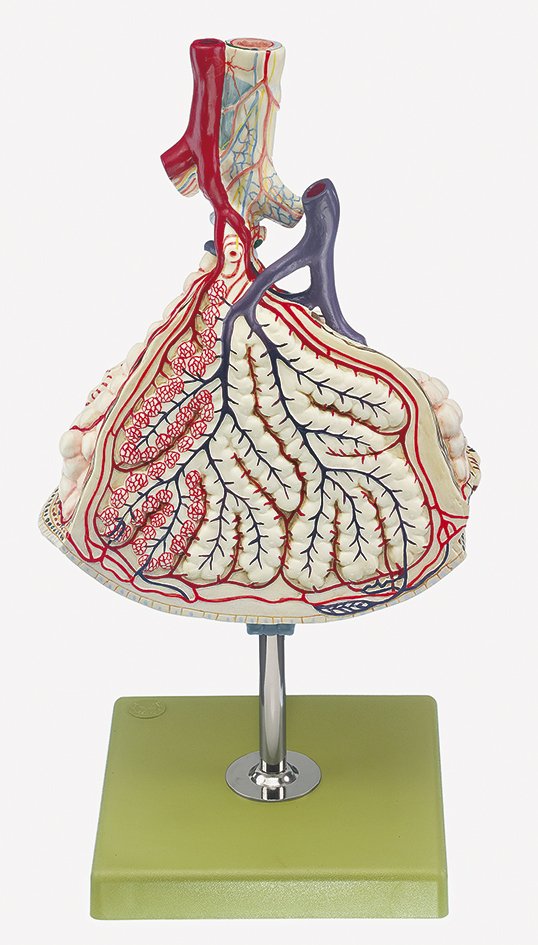 Lobule of the Lung
