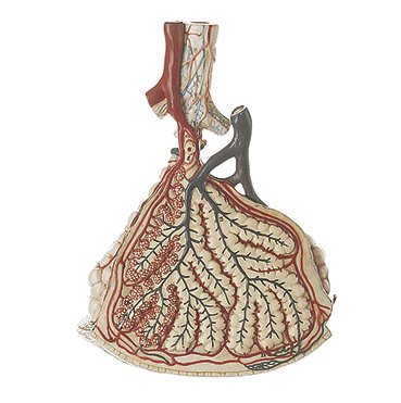 Lobule of the Lung with Additional Model Pulmonary Alveoli