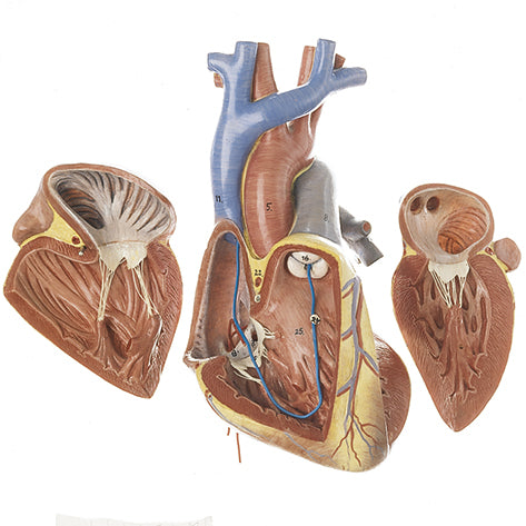 Fetal Heart
