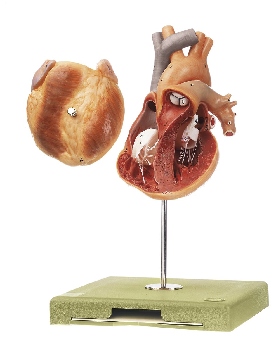 Heart