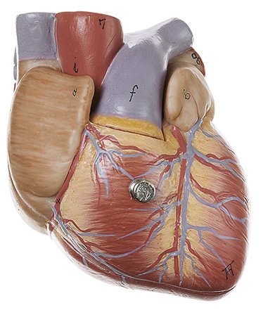 Heart, 2 parts