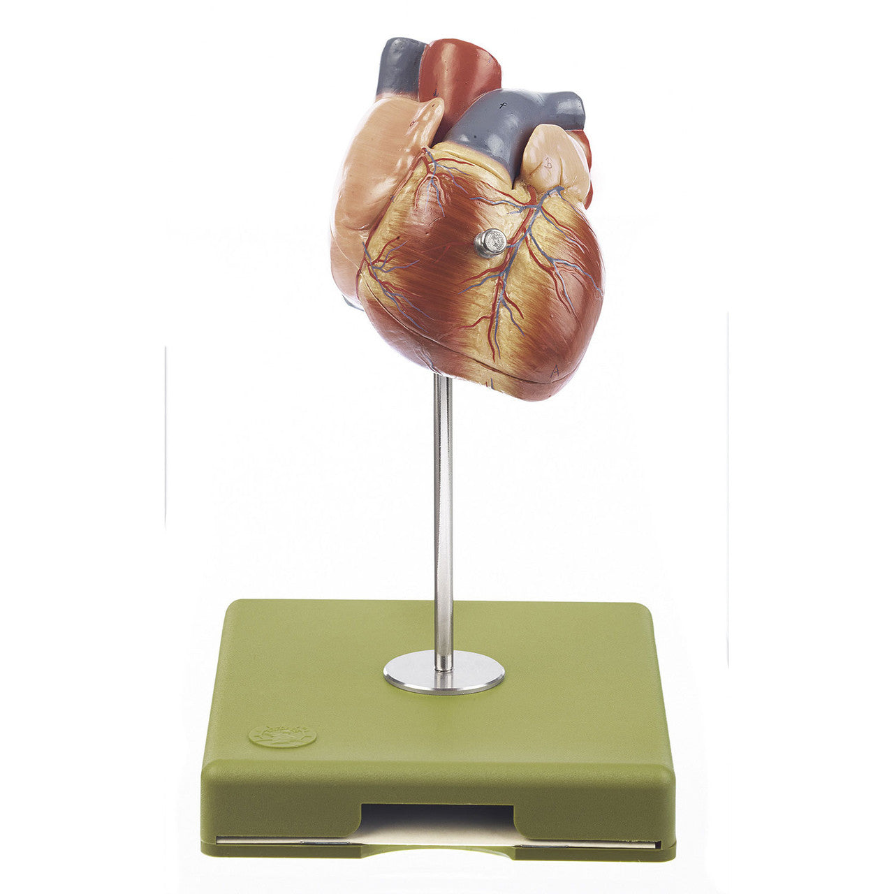 Heart Model, 2 parts on stand Somso Hs 3