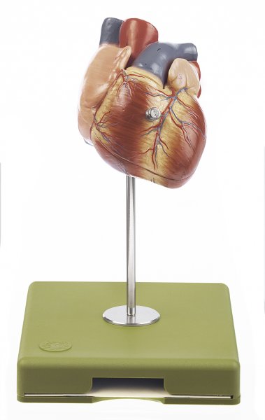 Heart Model, 2 parts on stand