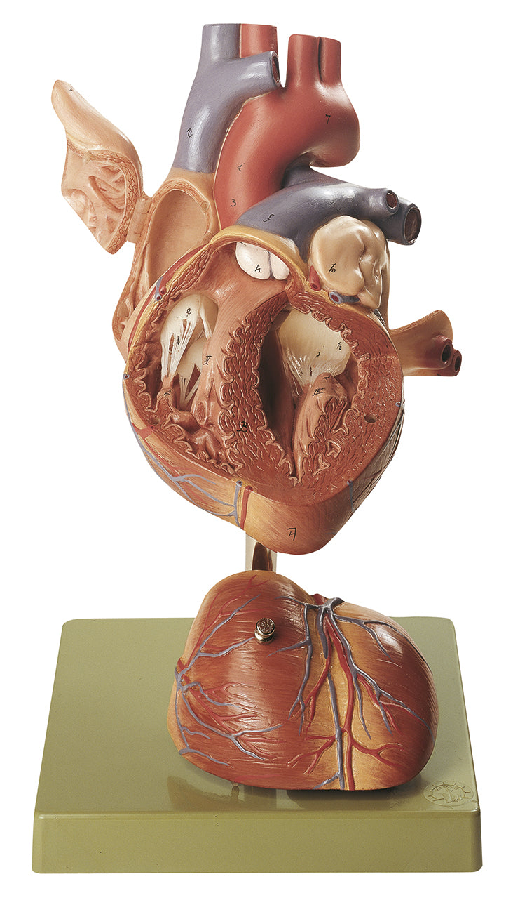 Heart, 4 parts
