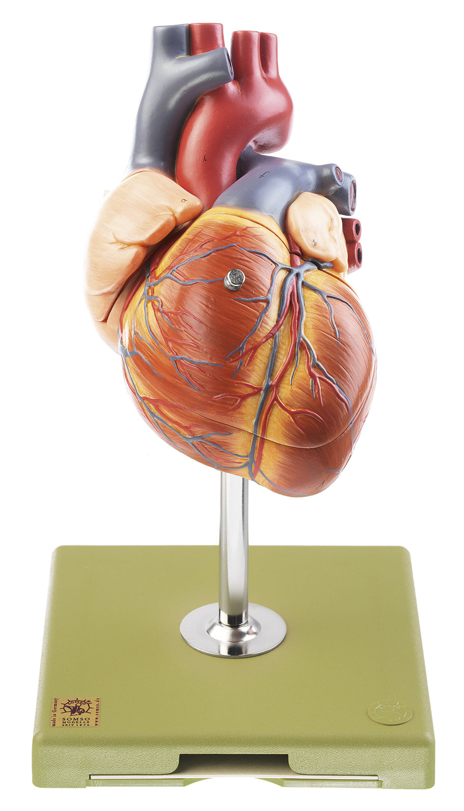 Heart with Conducting System