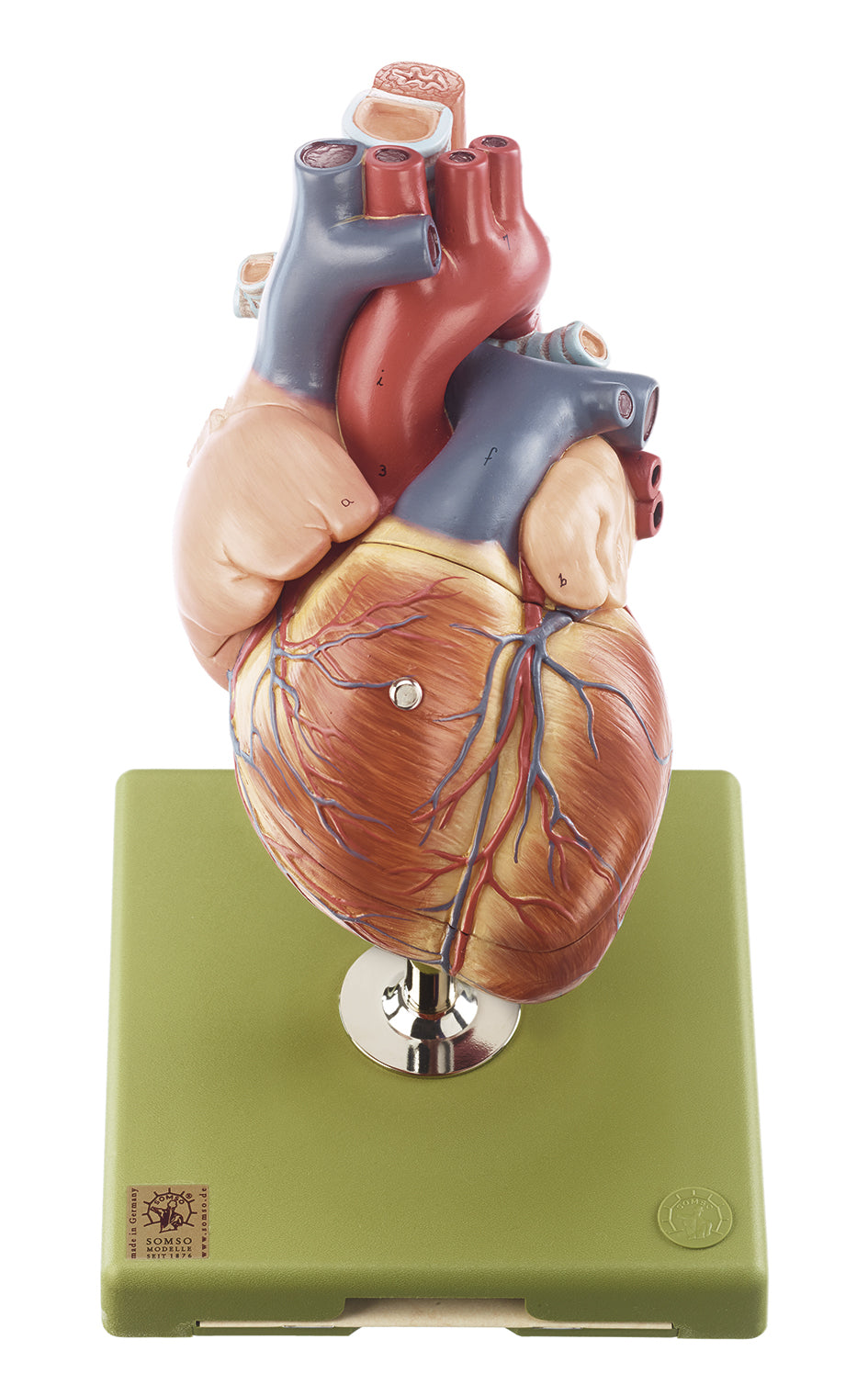 Heart, 5 parts
