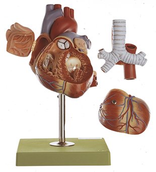 Heart, 5 parts
