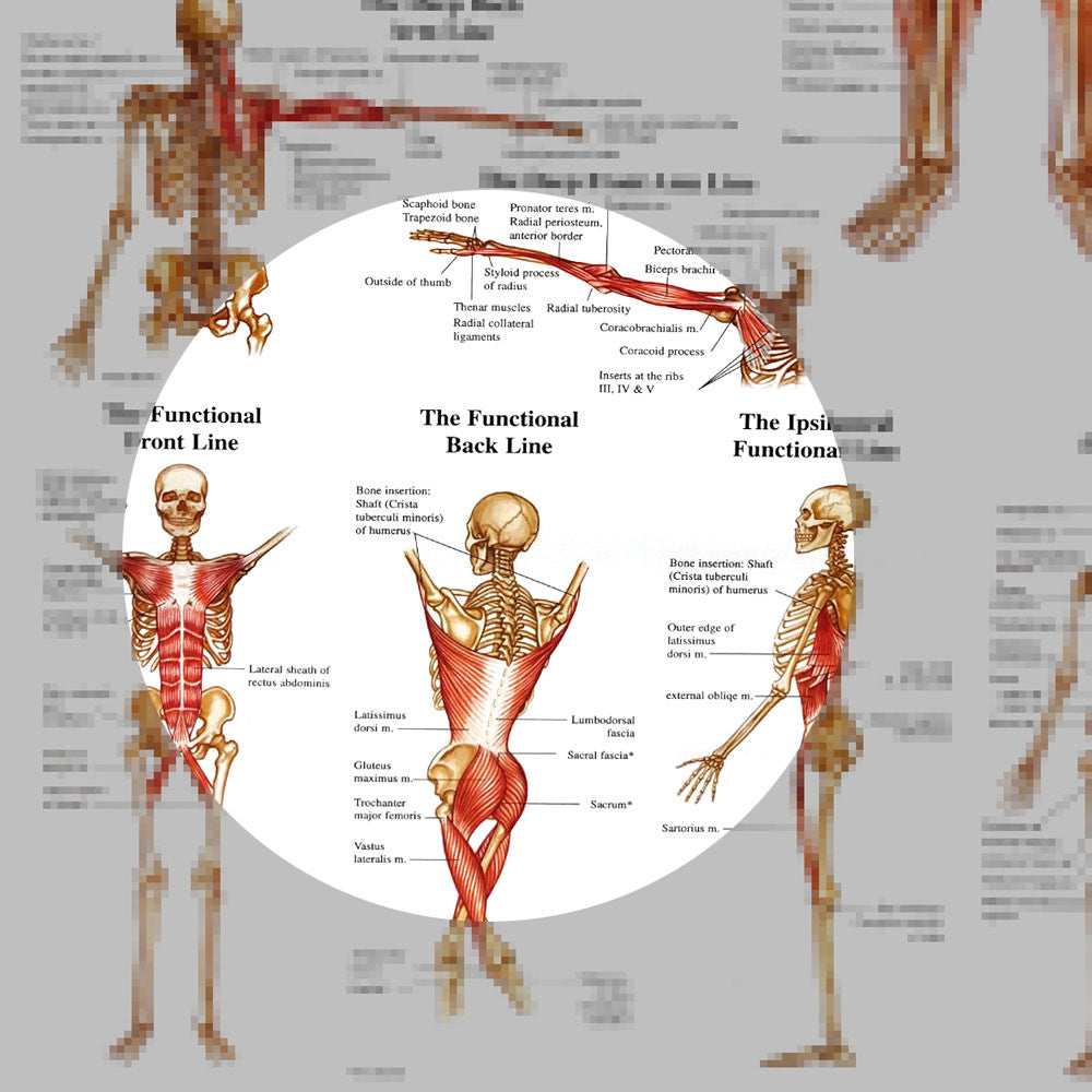 Human Myofascial Meridians wall chart
