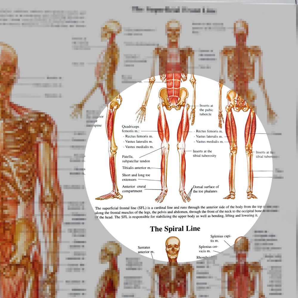 Human Myofascial Meridians wall chart