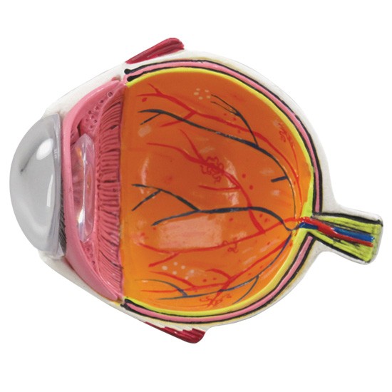 Hypertension Set (5x)