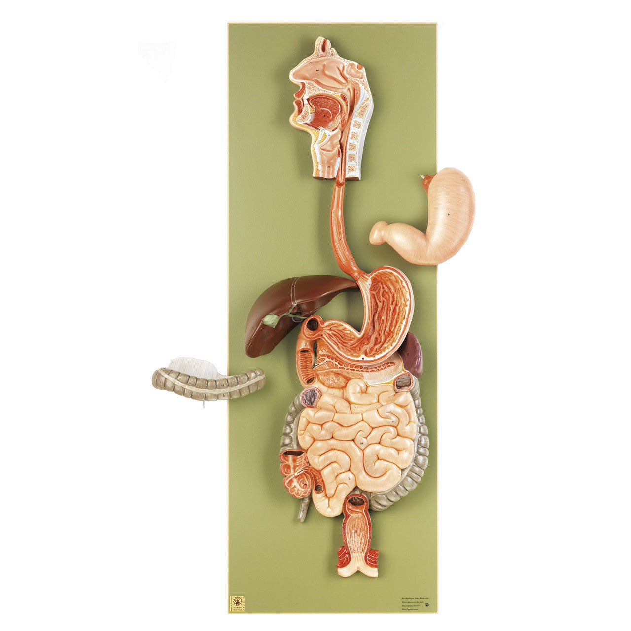 Digestive Tract Somso Js 2/2