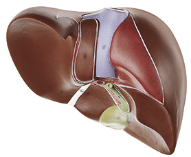 Liver