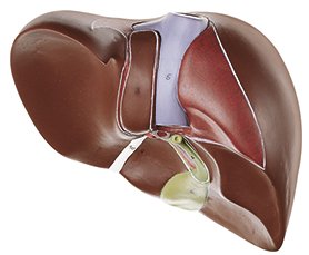 Liver