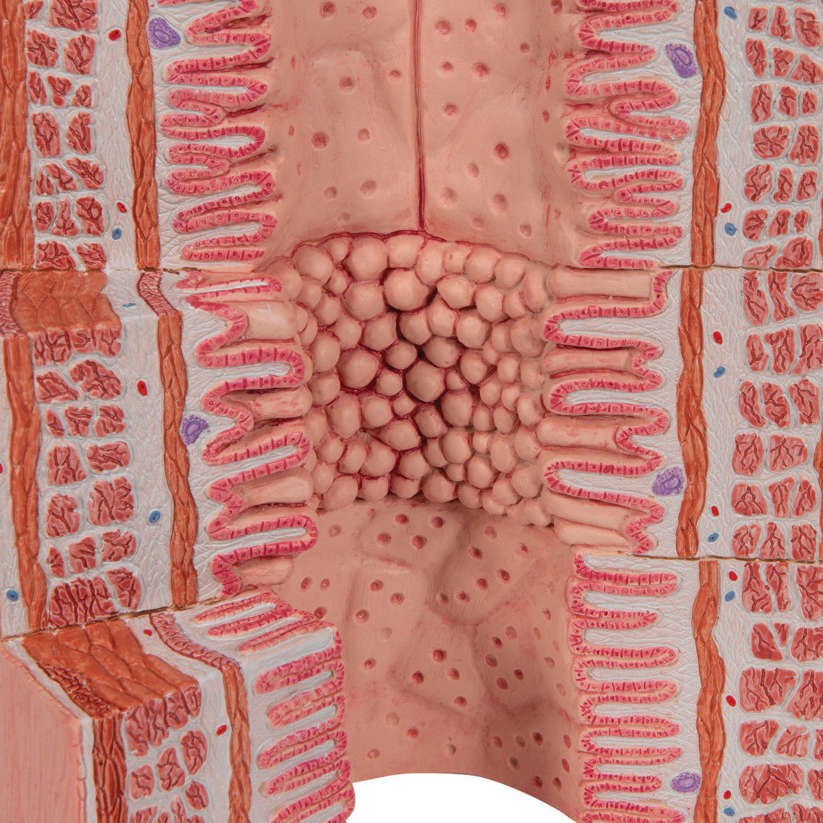 MICROanatomy Digestive System - 20 times magnified | 3B Scientific K23