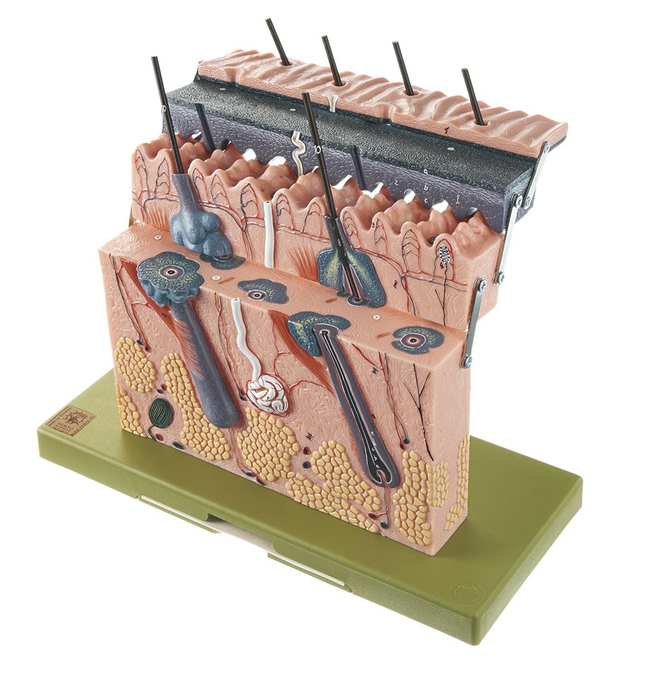 Section of Skin