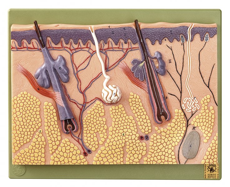 Section of Skin - Detailed - Somso KS 2