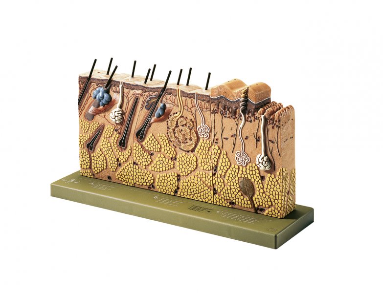 Block Model of Skin Section - Somso KS 3