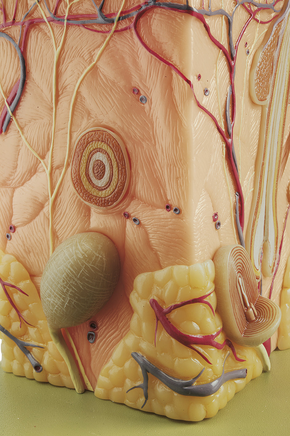 Block Model of the Skin
