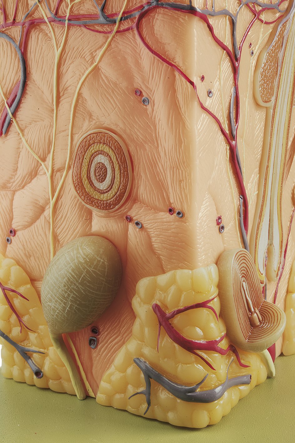 Block Model of the Skin