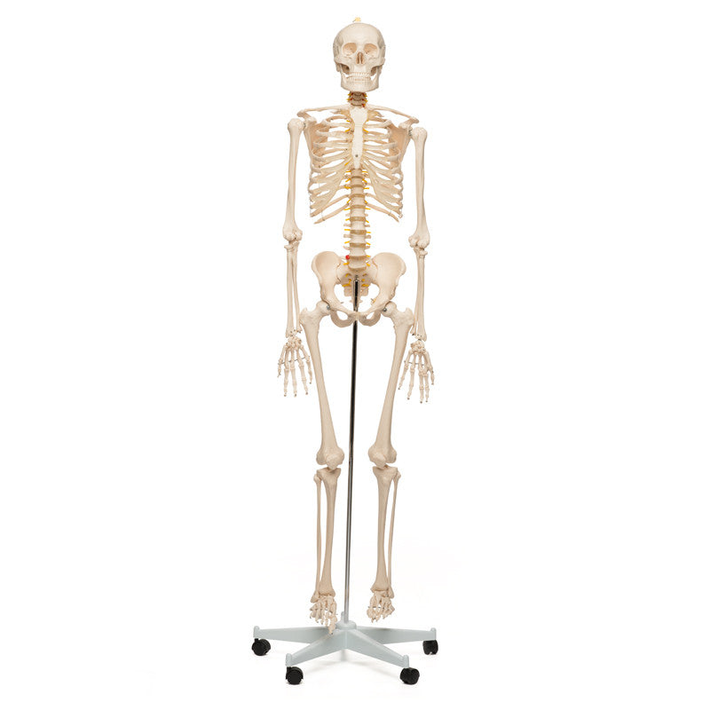 Value Standard Human Skeleton