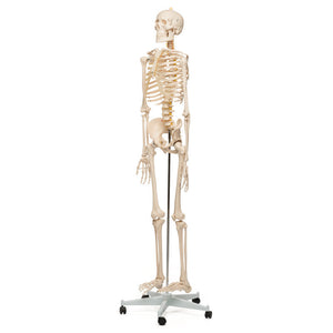 Human Skeleton Model | Skeleton Models