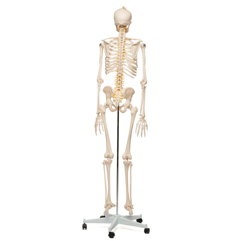 Value Standard Human Skeleton - posterior view