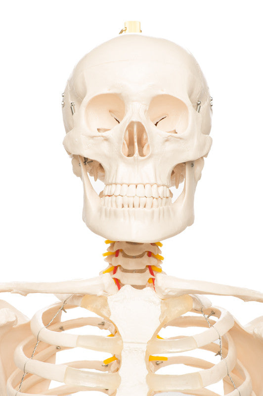 Value Standard Human Skeleton - bust