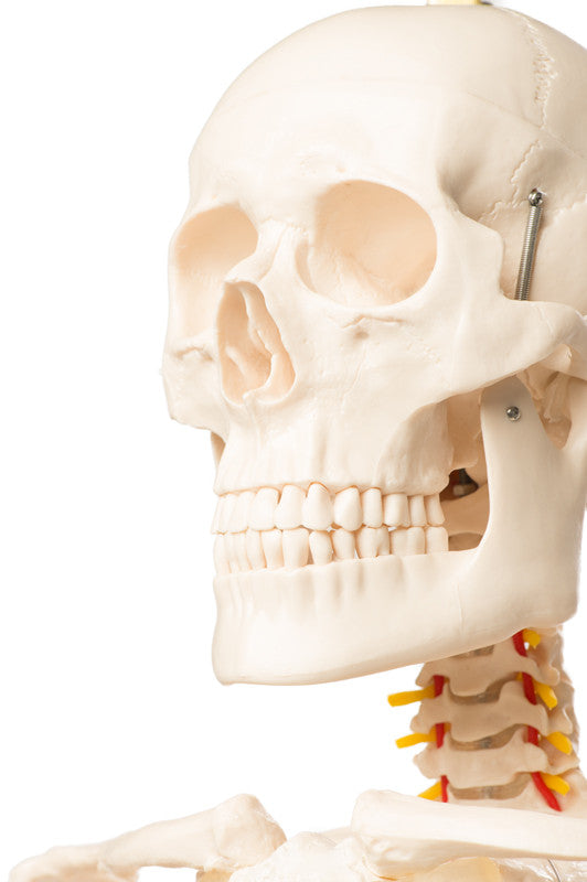 Value Standard Human Skeleton - skull
