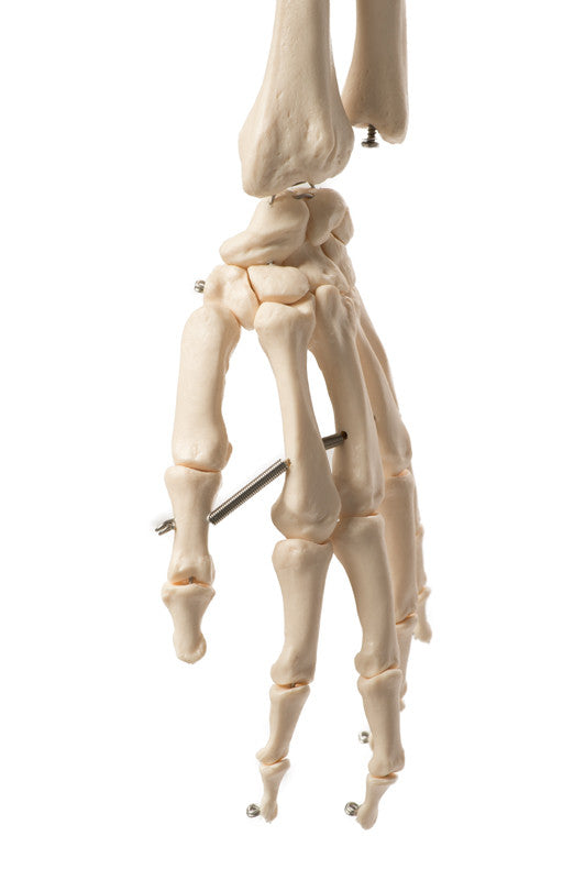 Value Standard Human Skeleton - hand