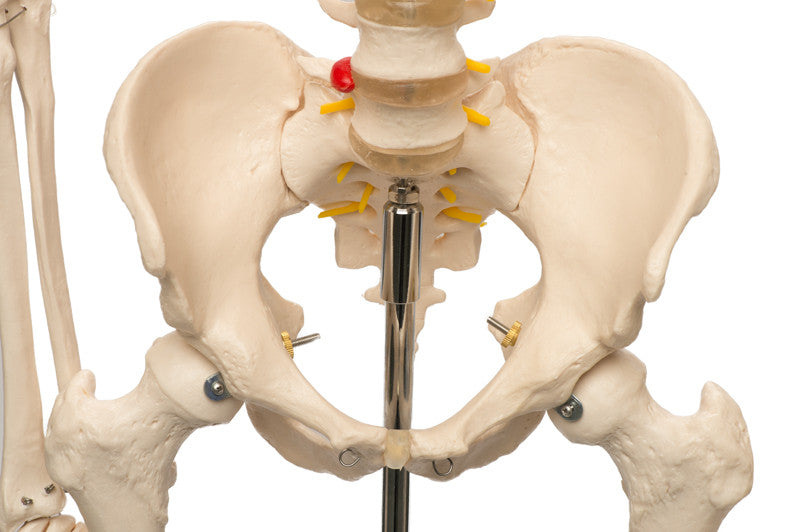 Value Standard Human Skeleton - pelvic mount