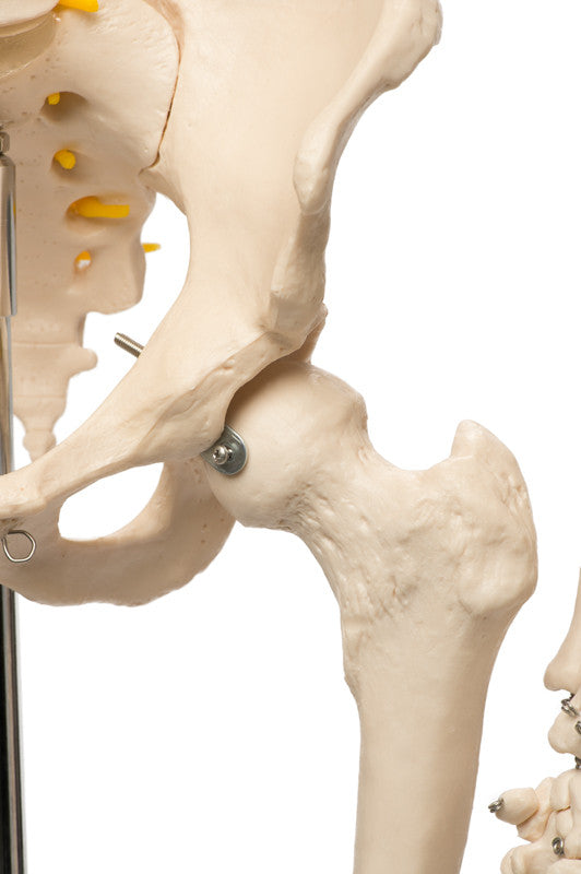 Value Standard Human Skeleton - hip