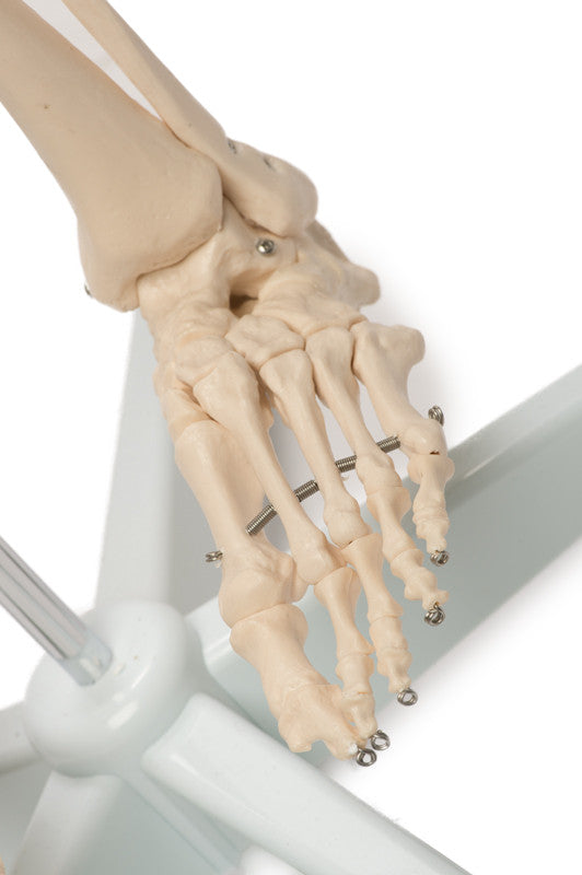 Value Standard Human Skeleton - foot