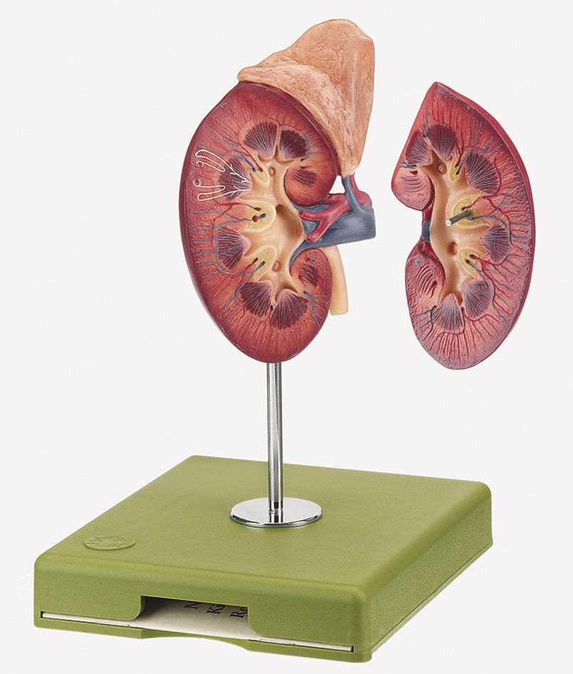 Right Kidney and Adrenal Gland