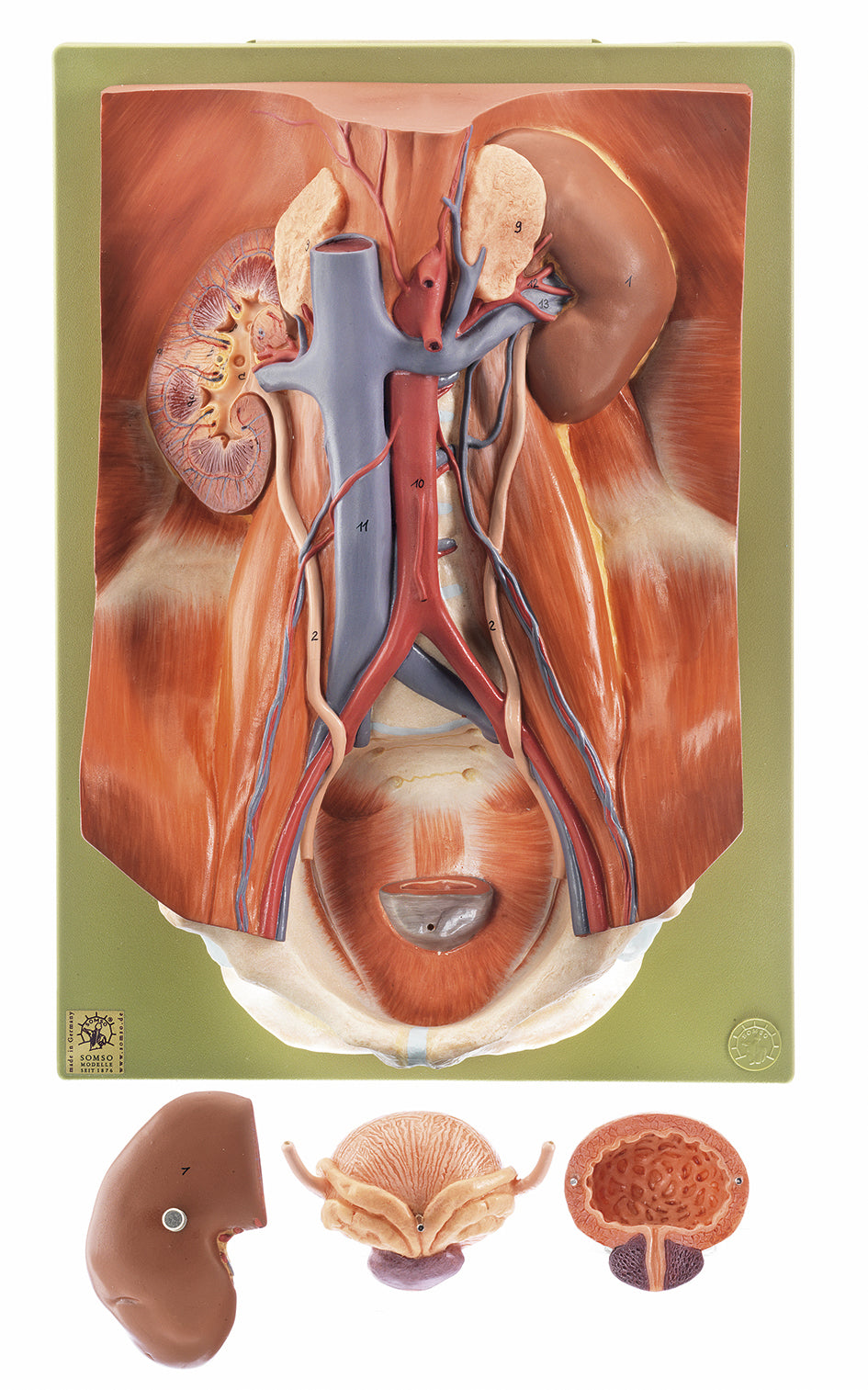 Urinary Tract - Somso LS 3, view 2