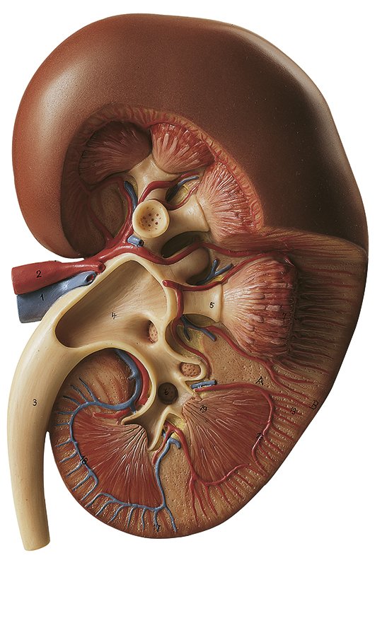 Right Kidney