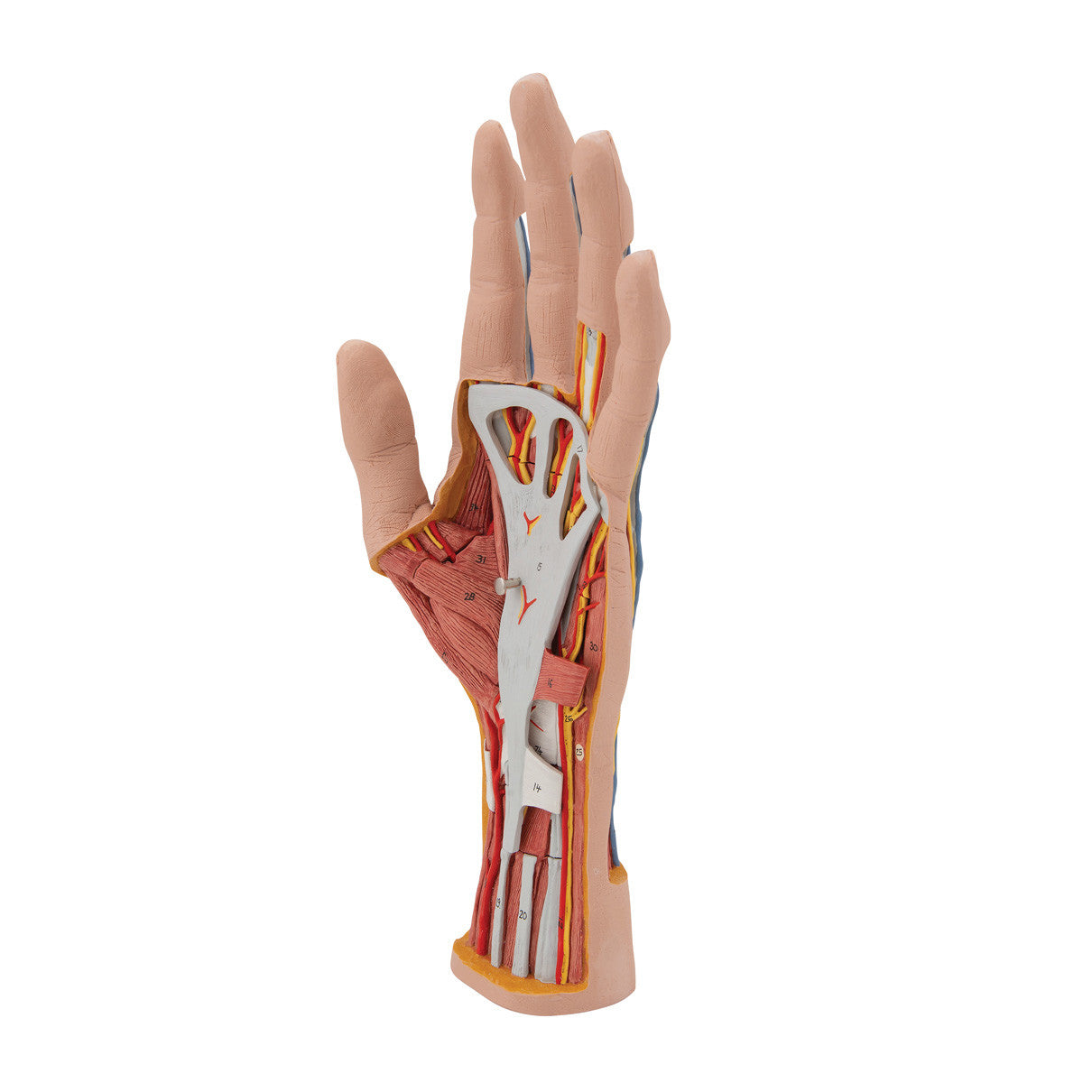 m18_06_1200_1200_life-size-hand-model-with-muscles-tendons-ligaments-nerves-arteries-3-part-3b-smart-anatomy__33478.1589752889.1280.1280.jpg