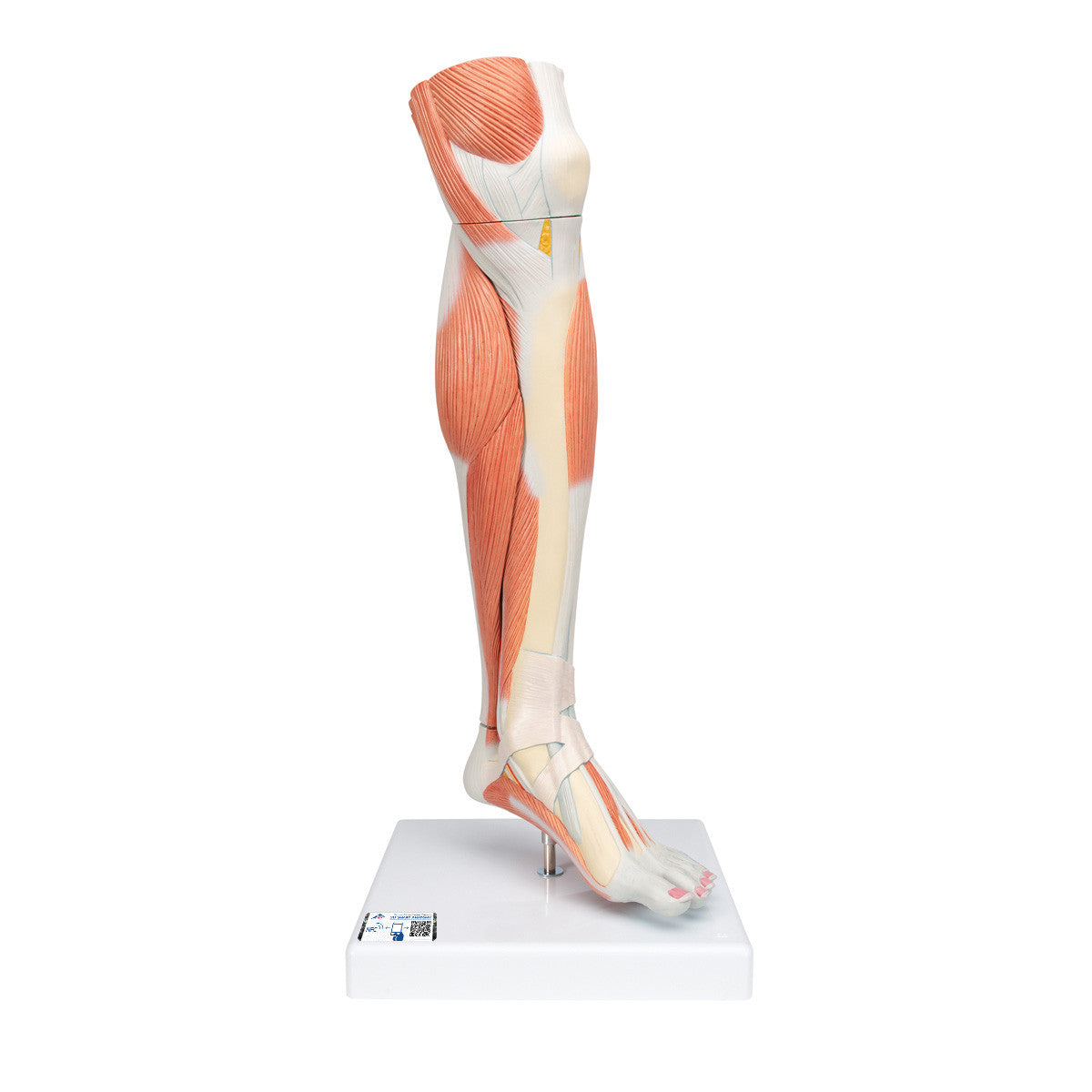 Lower Muscled Leg with Knee, 3 Part | 3B Scientific M22