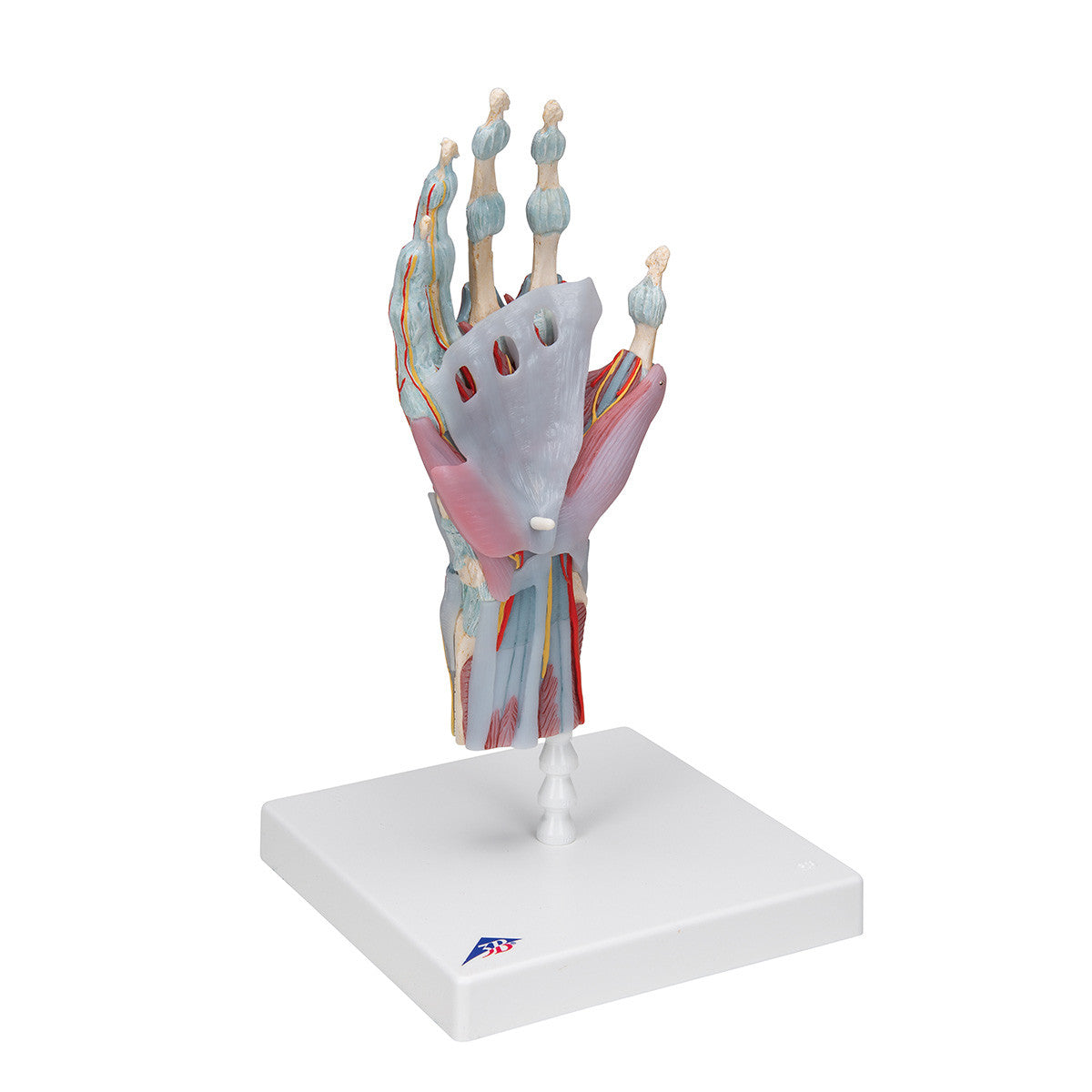 Hand Skeleton Model with Ligaments and Muscles, 4 parts | 3B Scientific M33/1