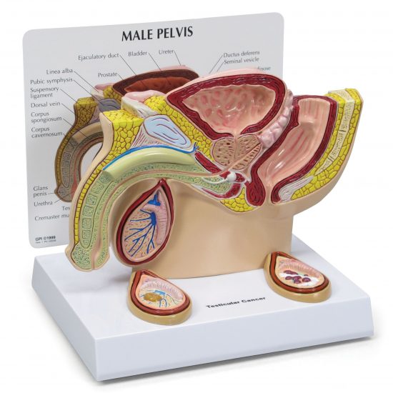 Male Pelvis with Testicles
