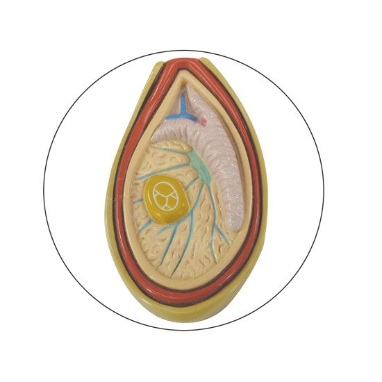 Male Pelvis with Testicles