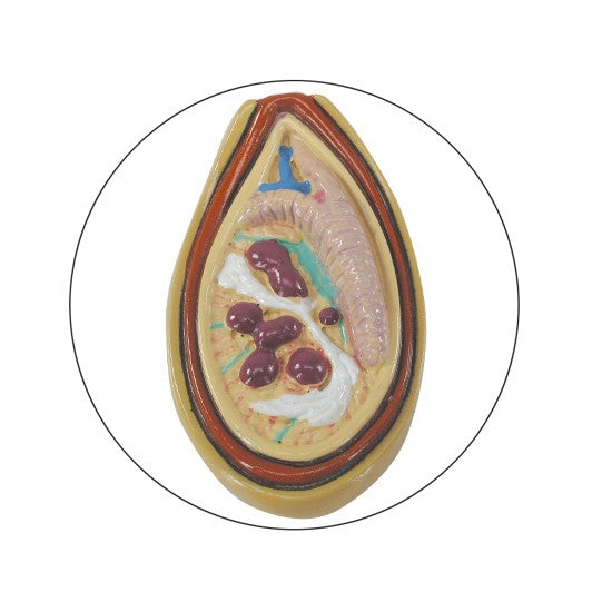 Male Pelvis with Testicles