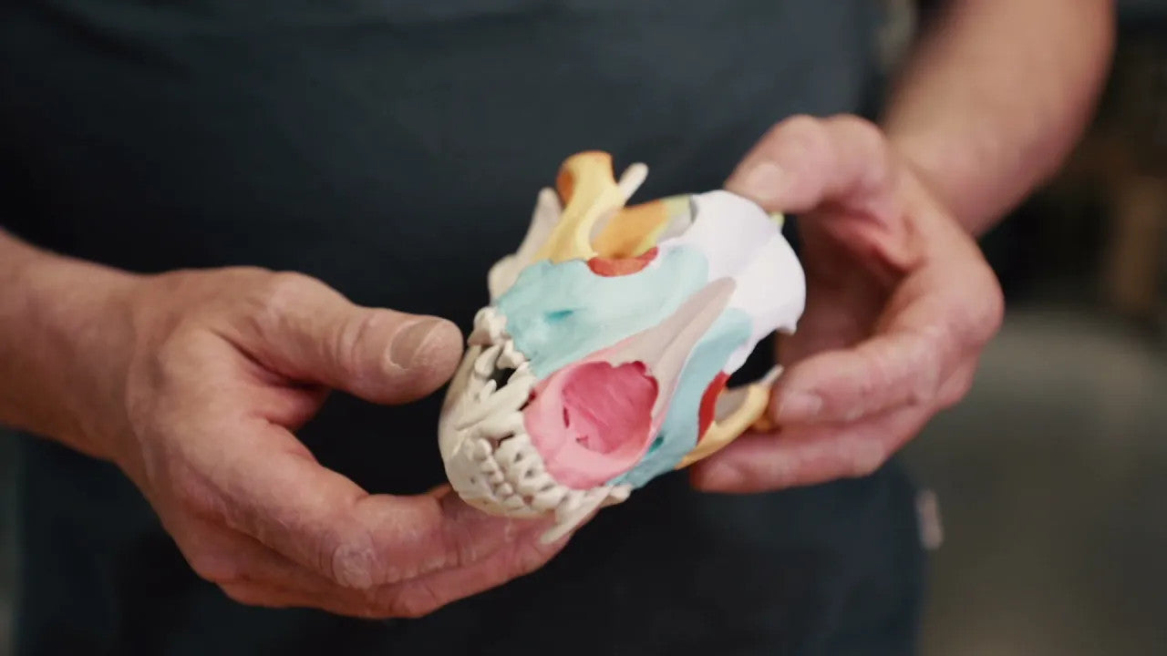 Dog skull with didactic painting | Erler Zimmer VET1708 - in hand