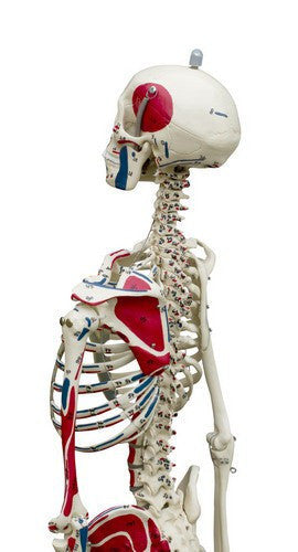 Miniature Skeleton with Flexible Spine and Muscles Painted - posterior view