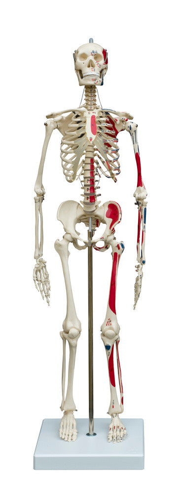 Miniature Skeleton with Flexible Spine and Muscles Painted