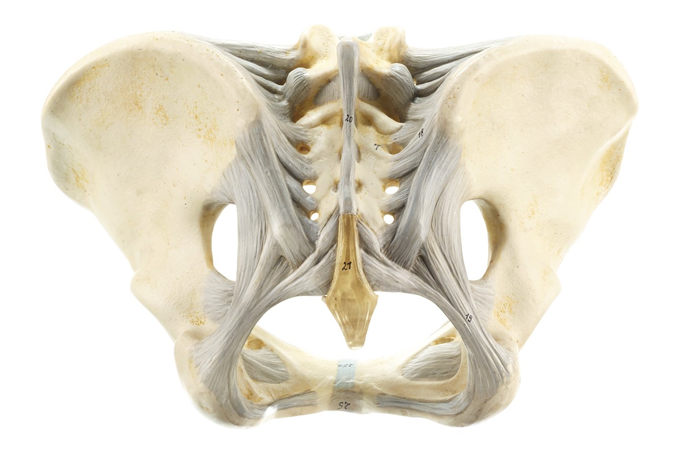 Female Pelvis with Ligamentous Apparatus