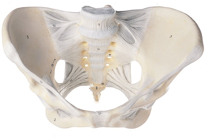 Female Pelvis with Ligamentous Apparatus