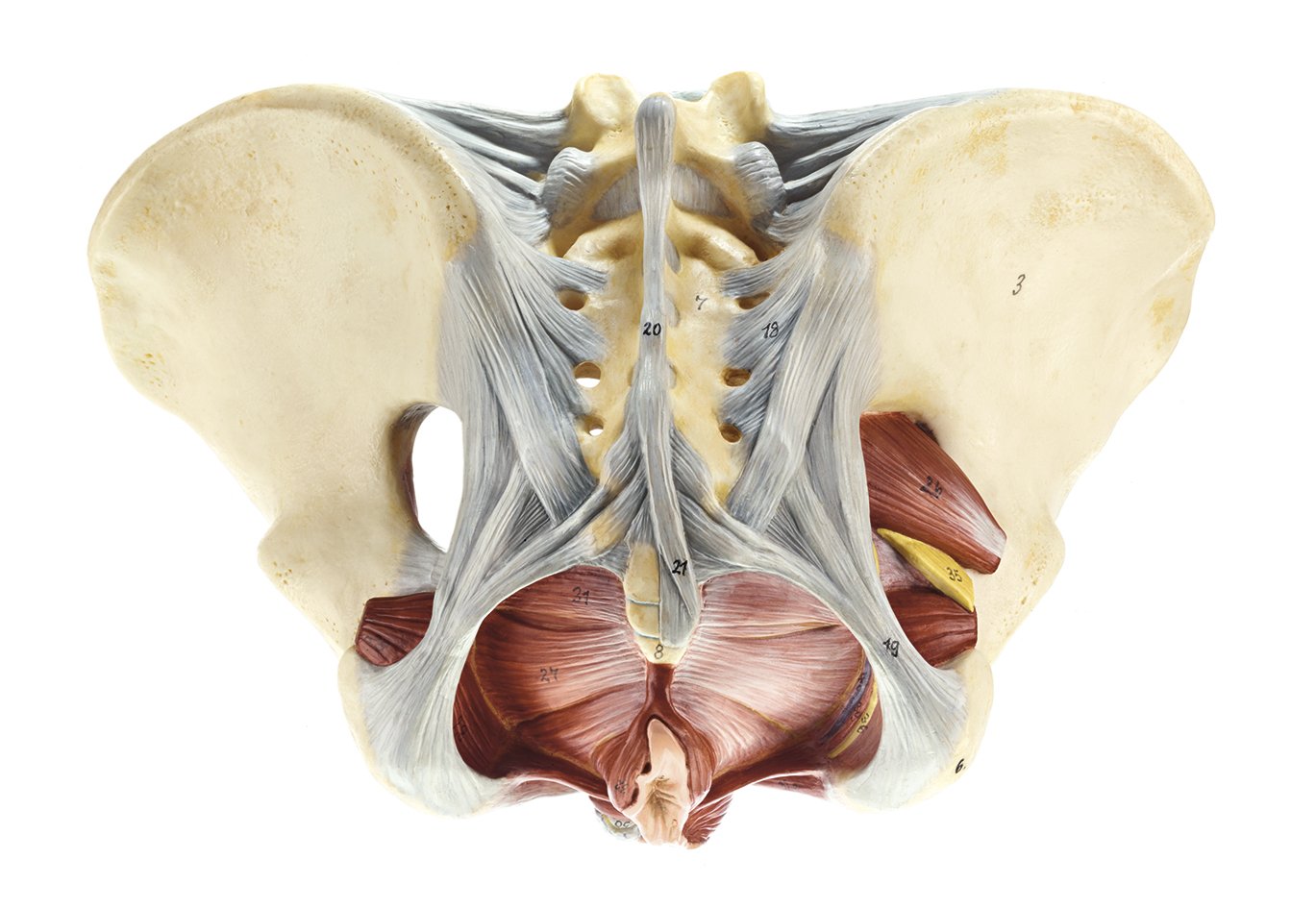 Female Pelvic Floor